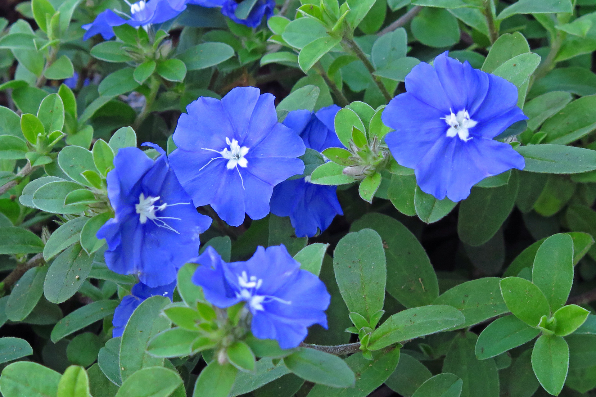 花 植物 アメリカンブルー 壁紙19x1279 壁紙館