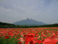 ポピー&富士山