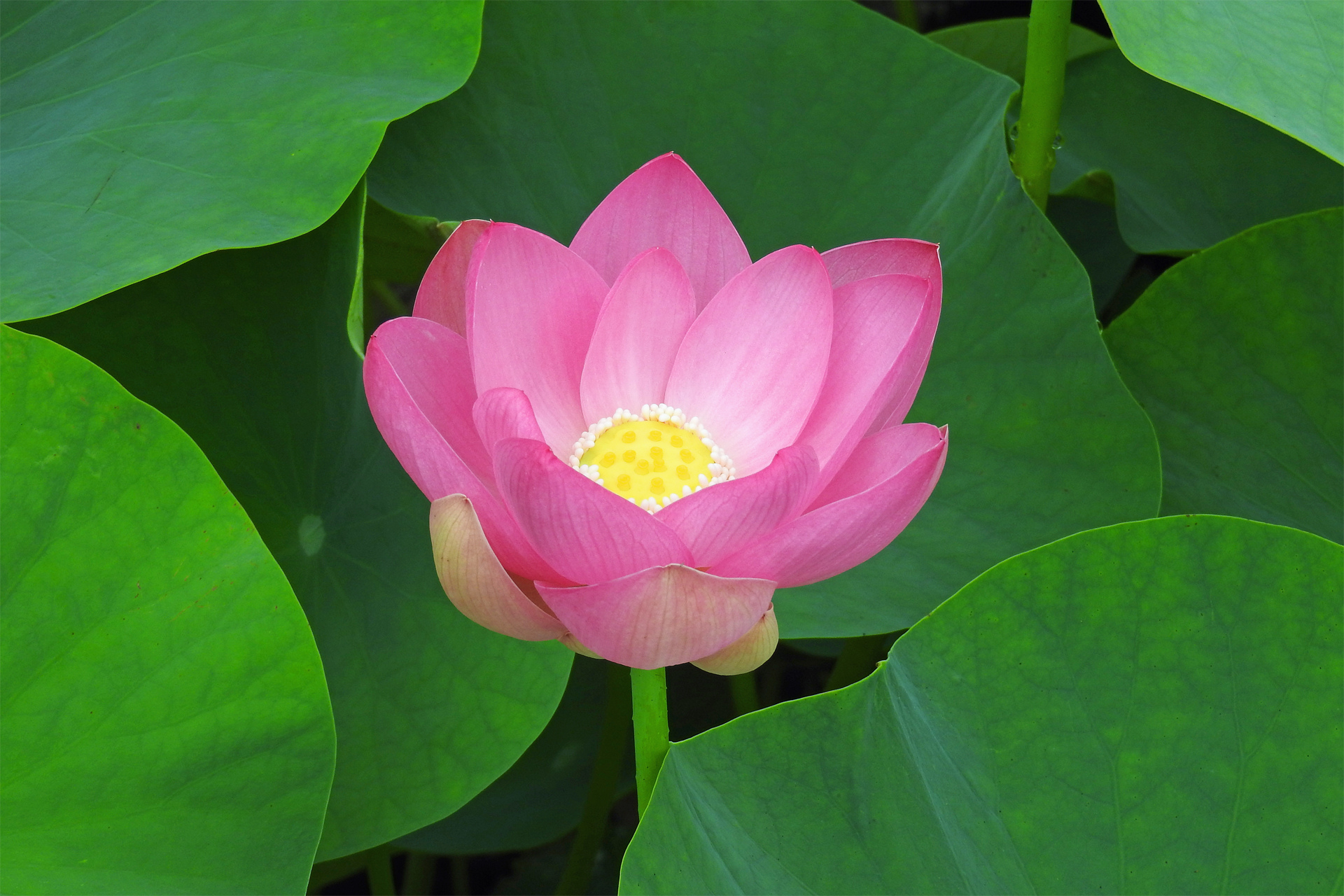 花 植物 ハスの花 壁紙19x1280 壁紙館