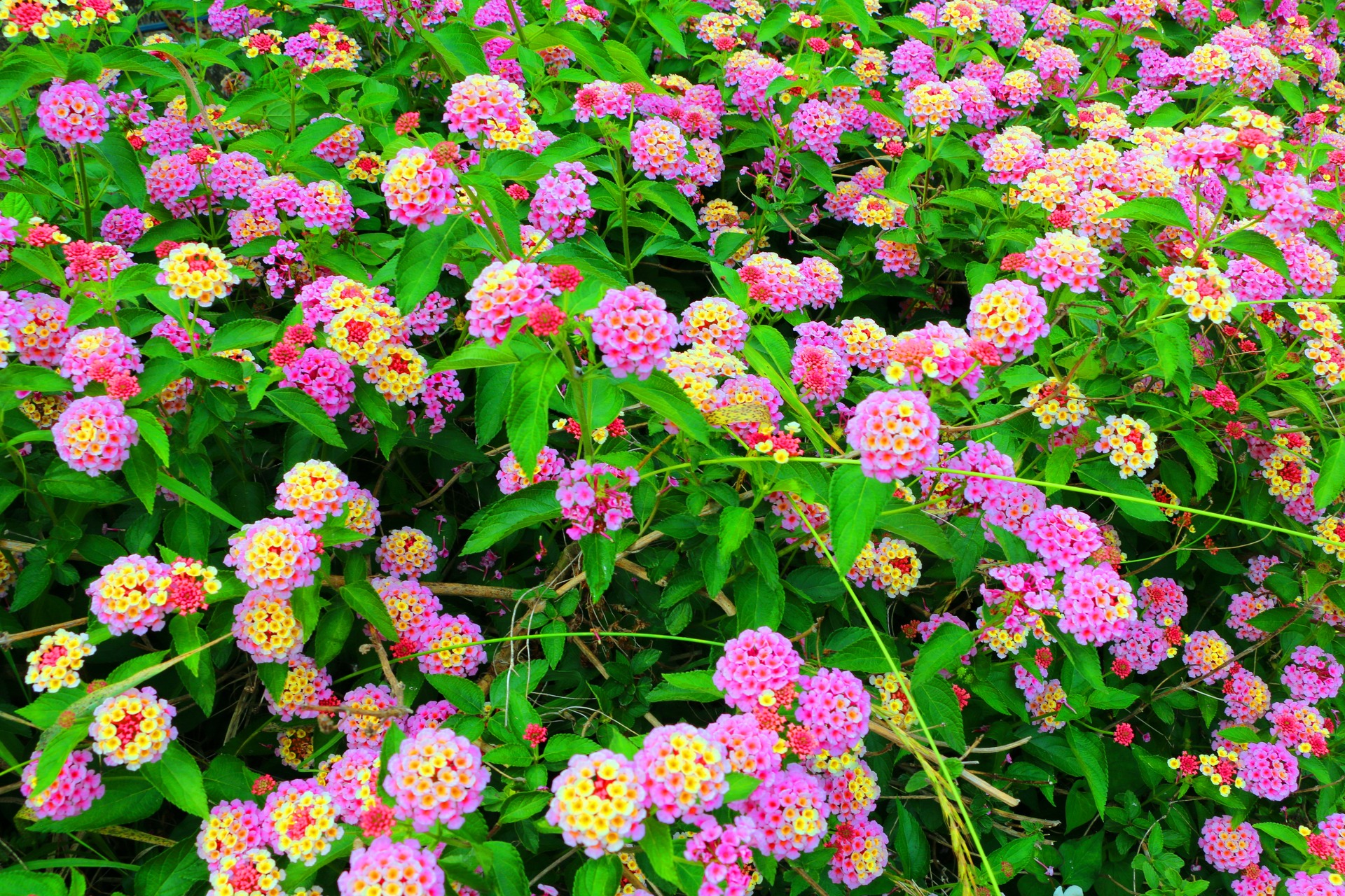 花 植物 初夏の花 壁紙19x1280 壁紙館