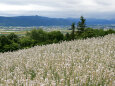 中富良野・白いラベンダー