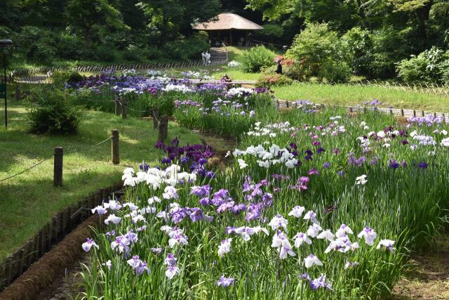 明治神宮御苑 花菖蒲田