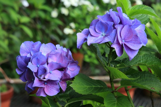 公園のアジサイ