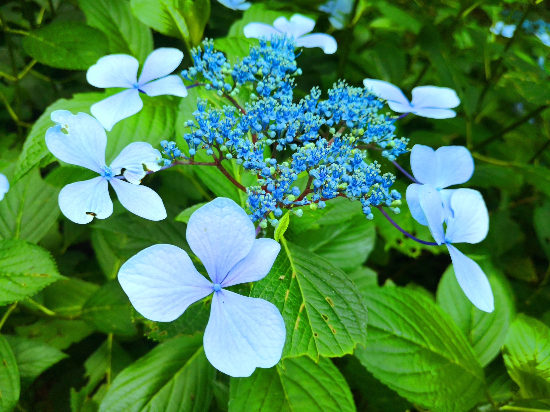 花 植物 初夏の花 壁紙19x1440 壁紙館