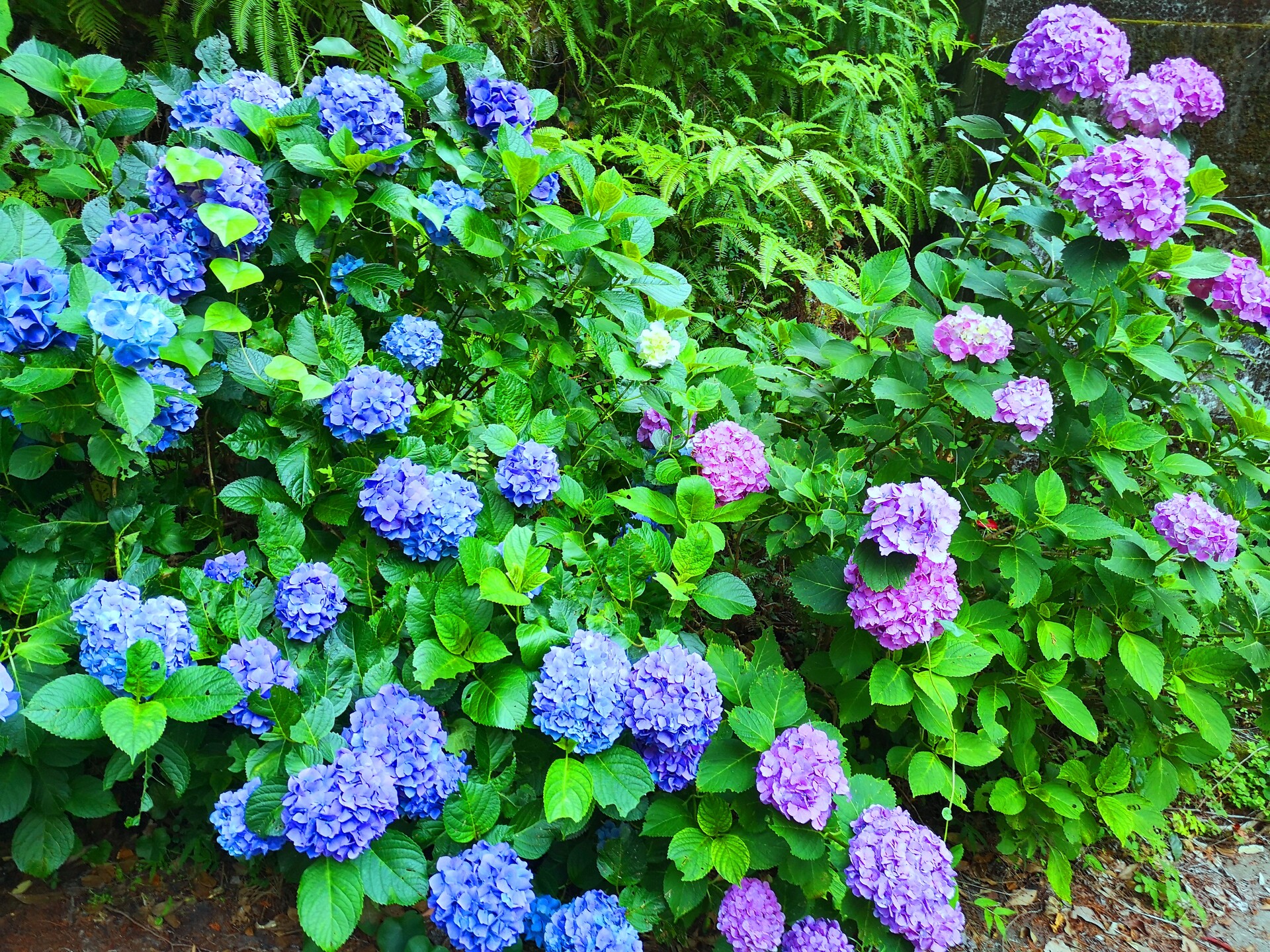 花 植物 あじさい 壁紙19x1440 壁紙館