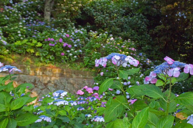 紫陽花公園