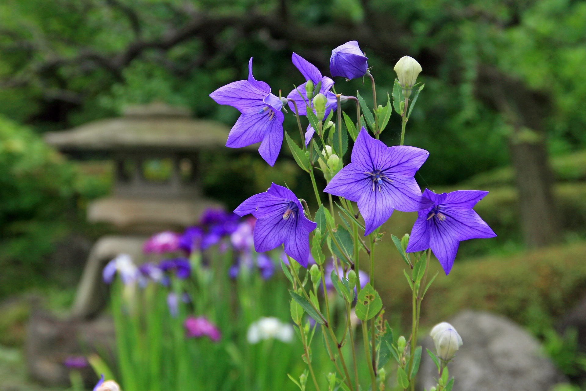 花 植物 桔梗 壁紙19x1280 壁紙館