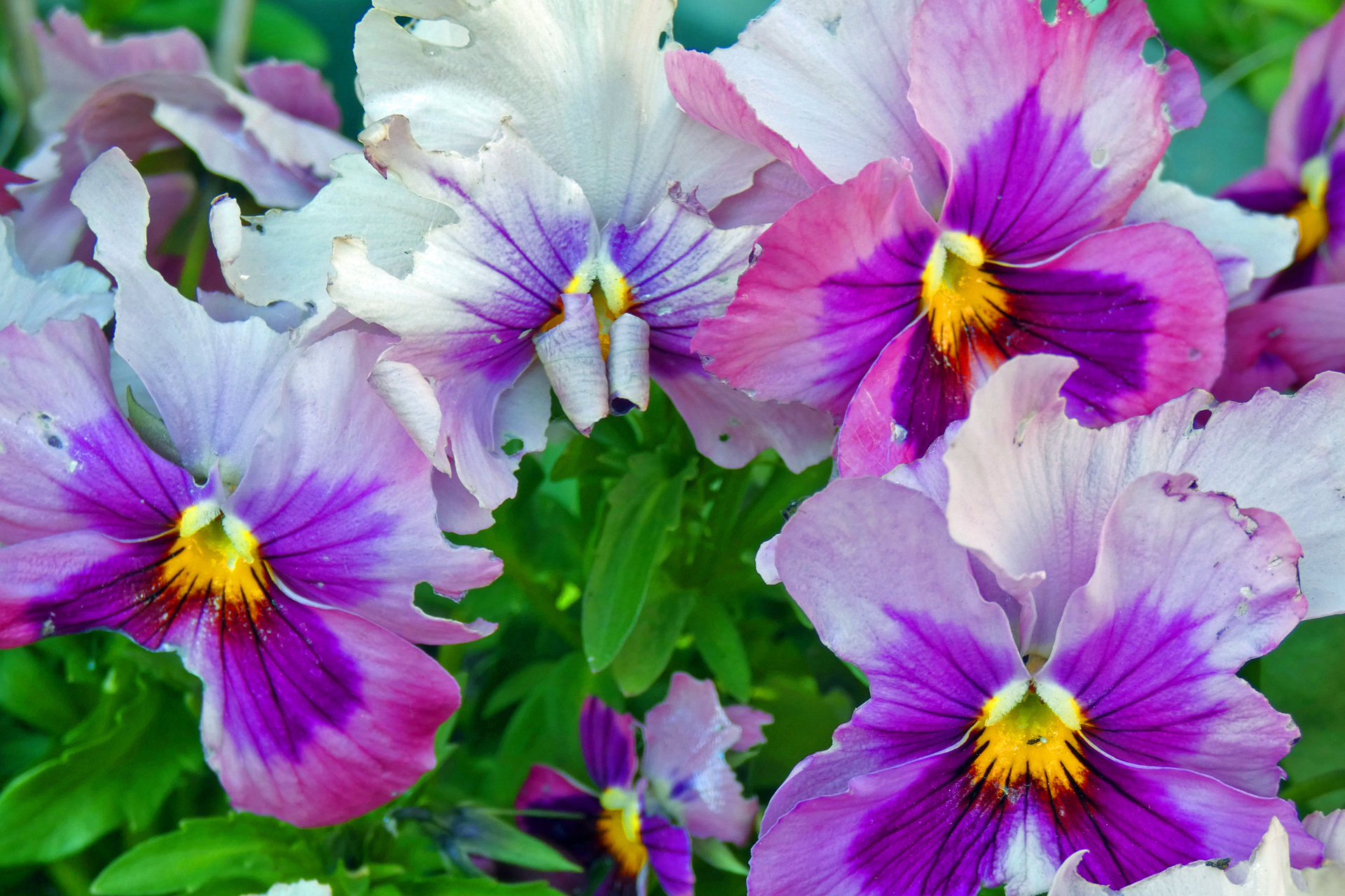 花 植物 春の花 壁紙19x1280 壁紙館