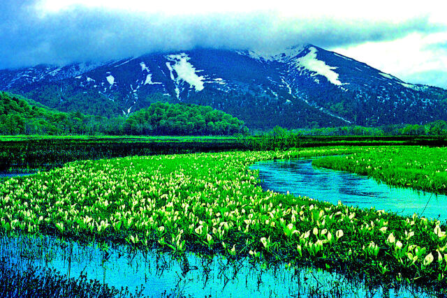ミズバショウと至仏山～1974年