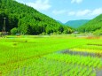 初夏の里山