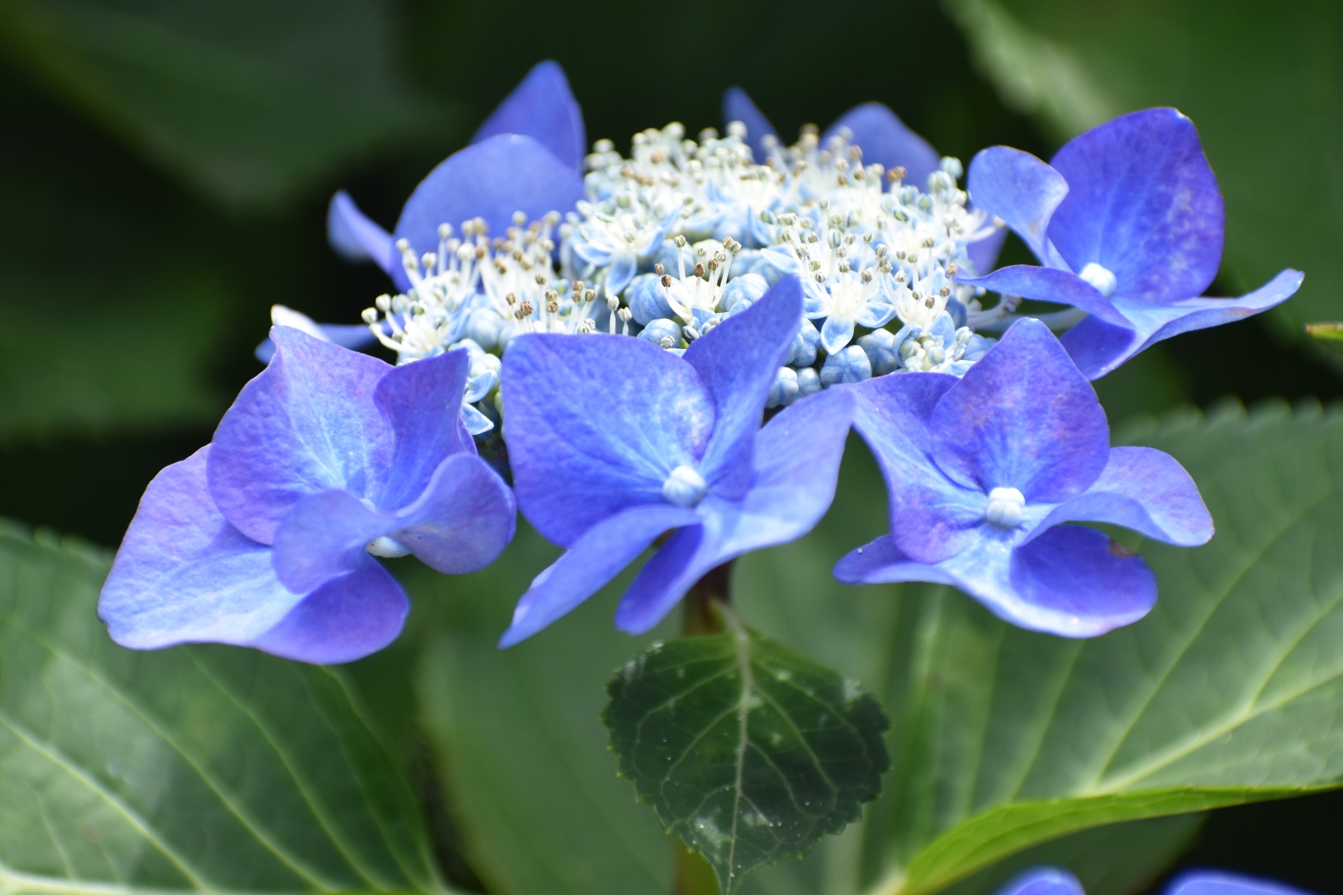 花 植物 アジサイ 壁紙19x1280 壁紙館