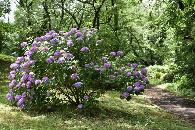 紫陽花の咲く道