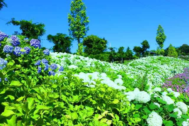 かざはやの里あじさい