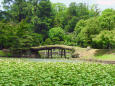 睡蓮の池 衆楽園3