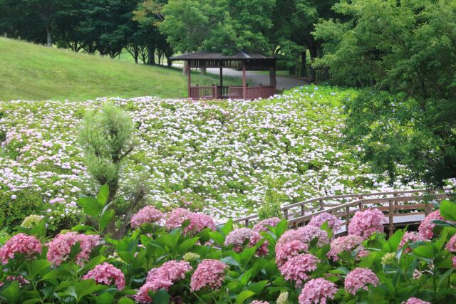 まんのう公園のアジサイ畑
