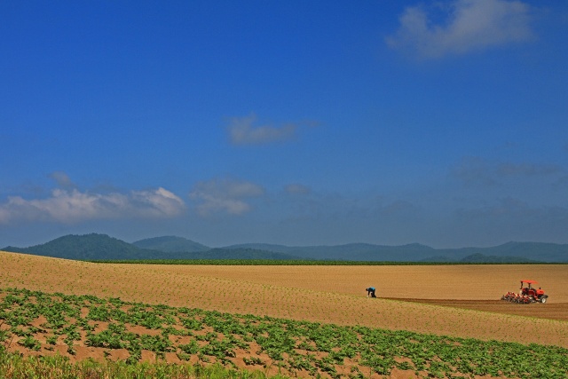 富良野・夏