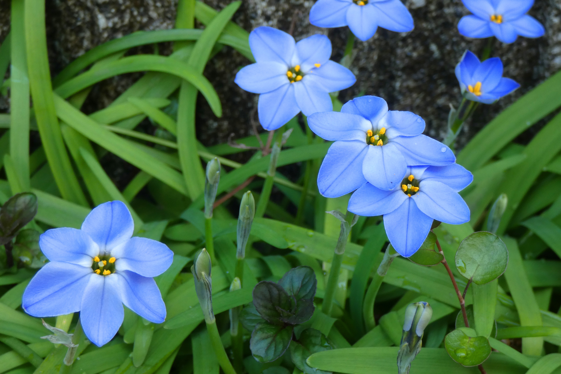 花 植物 春の花 壁紙19x1280 壁紙館