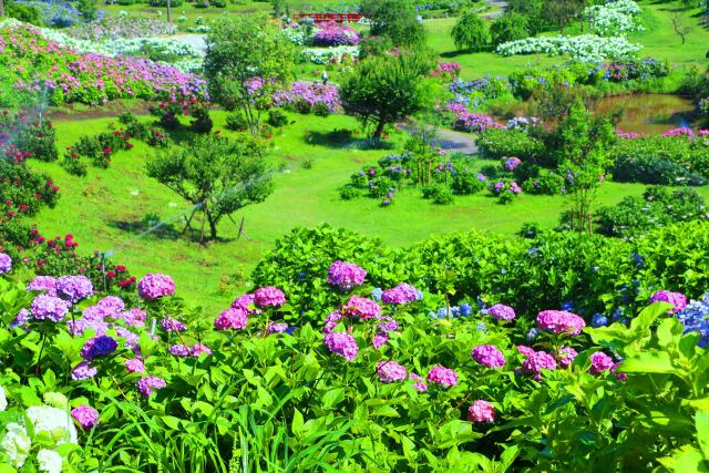 かざはやの里あじさい