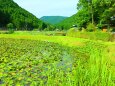 初夏の里山