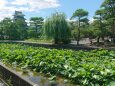 夏の緑に染まる国宝松本城