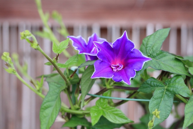 鉢植えアサガオ