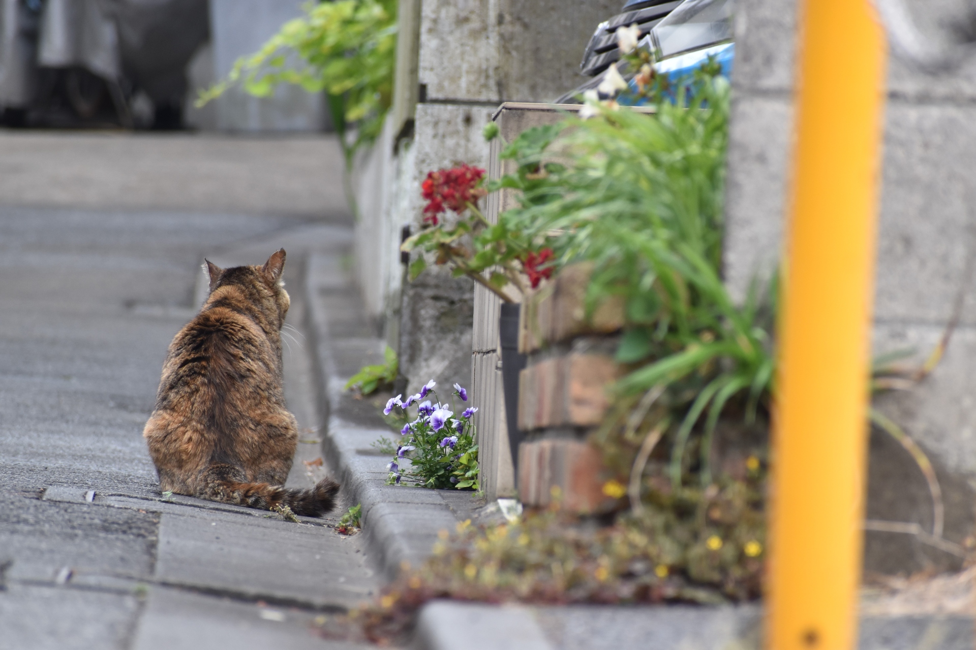 動物 猫 花を愛でる猫 壁紙19x1280 壁紙館