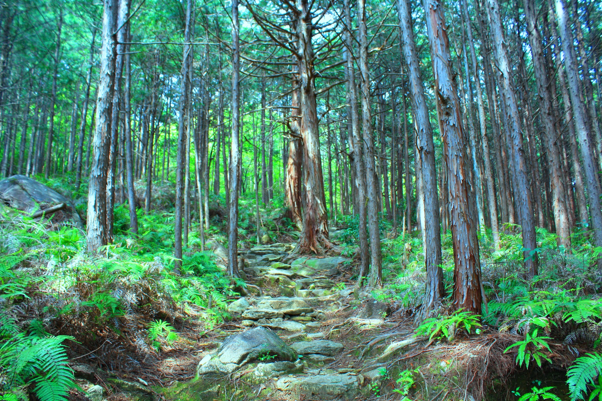 日本の風景「熊野古道」壁紙1920x1280 - 壁紙館