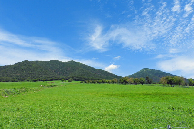 高原の夏6 蒜山牧場