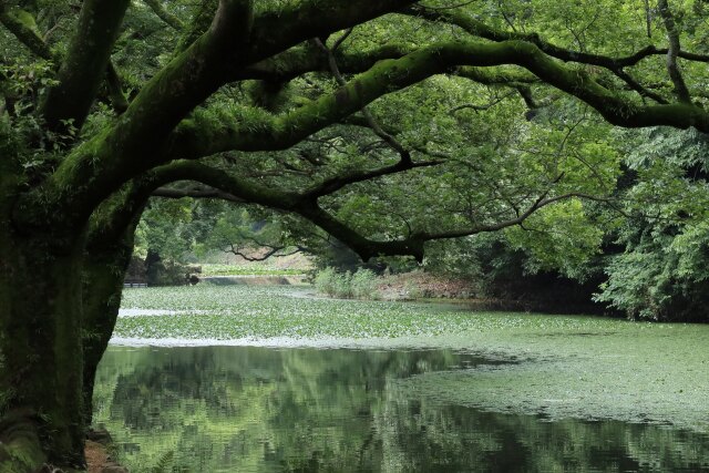 栗林公園の奥の池