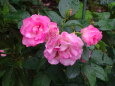 小雨に濡れる7月のバラの花