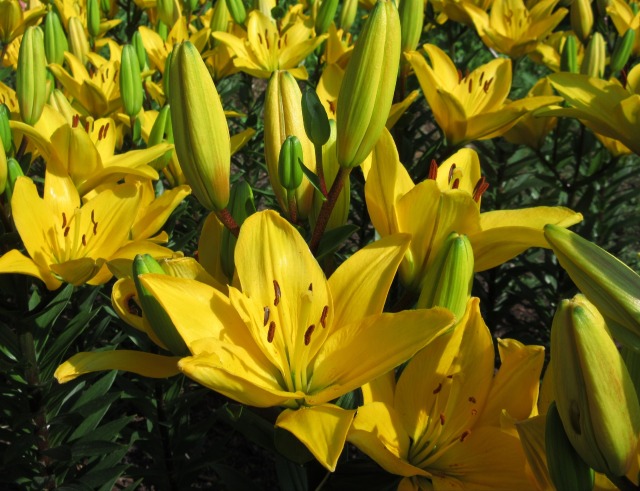 バルティソール