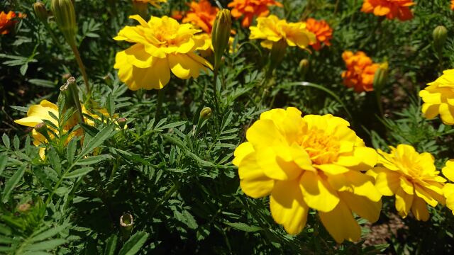 花壇も見所満載