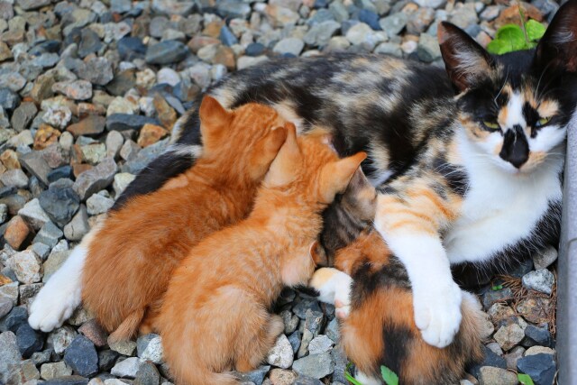 3匹の子猫と親猫