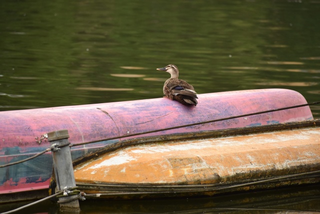 不忍池のカモ