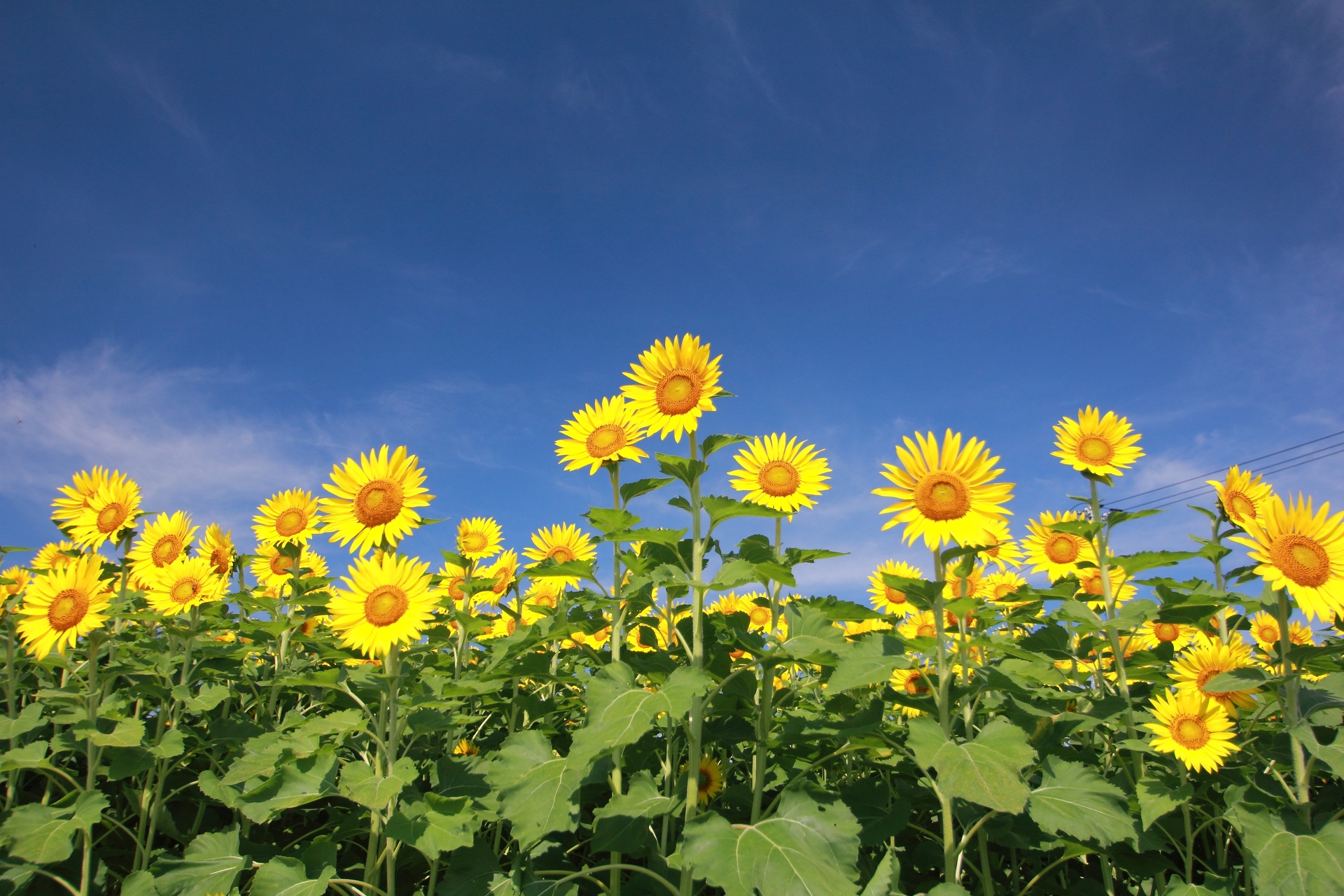 花 植物 夏の花ヒマワリ 2 壁紙19x1280 壁紙館