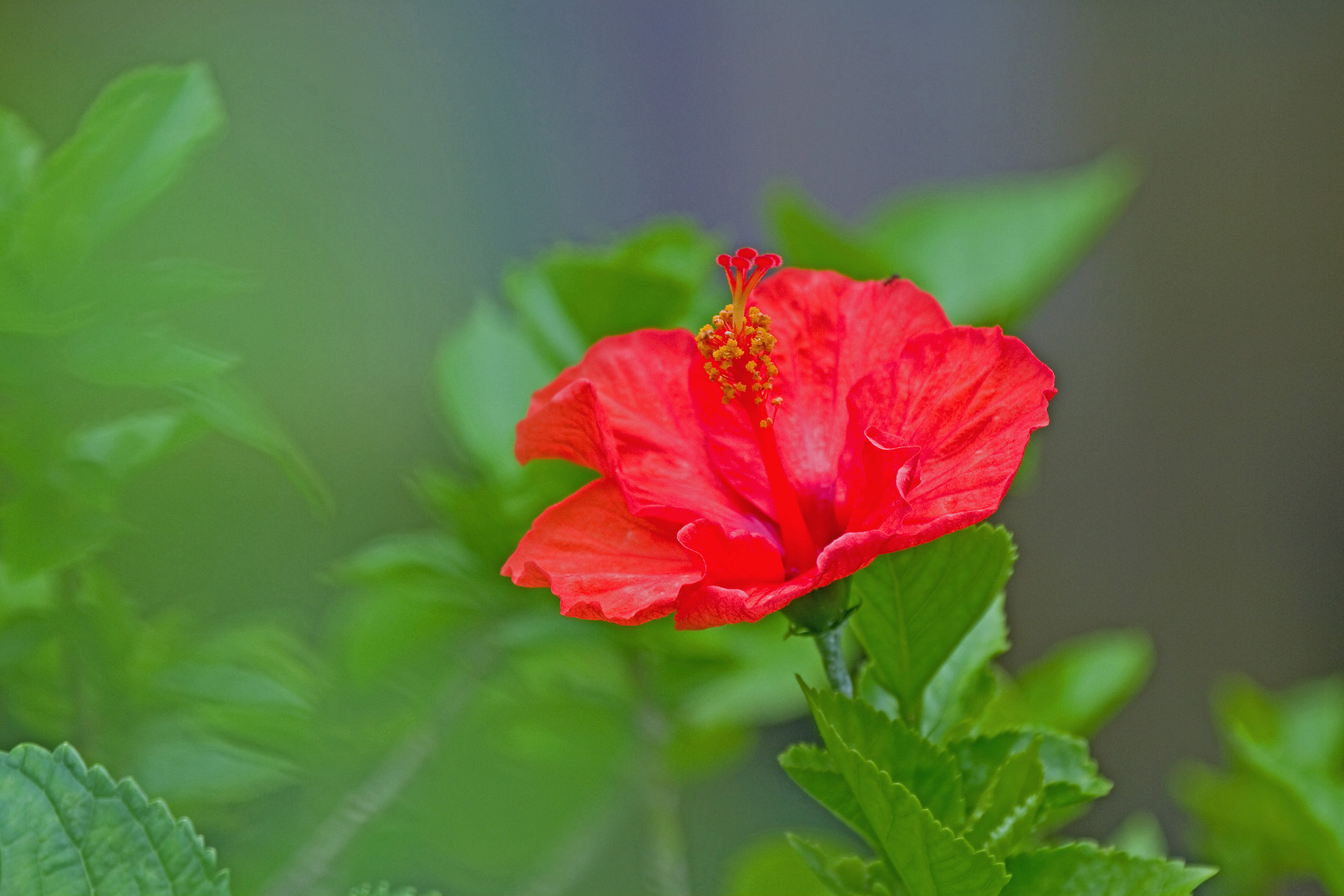 花 植物 ハイビスカス 壁紙19x1280 壁紙館