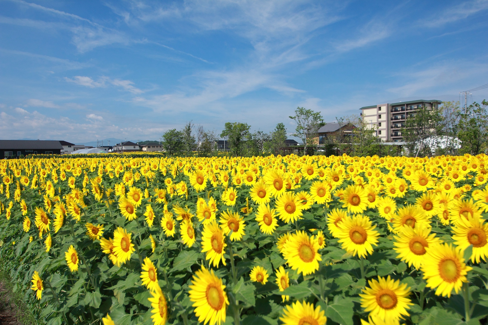 花 植物 満開のひまわり畑 壁紙19x1280 壁紙館