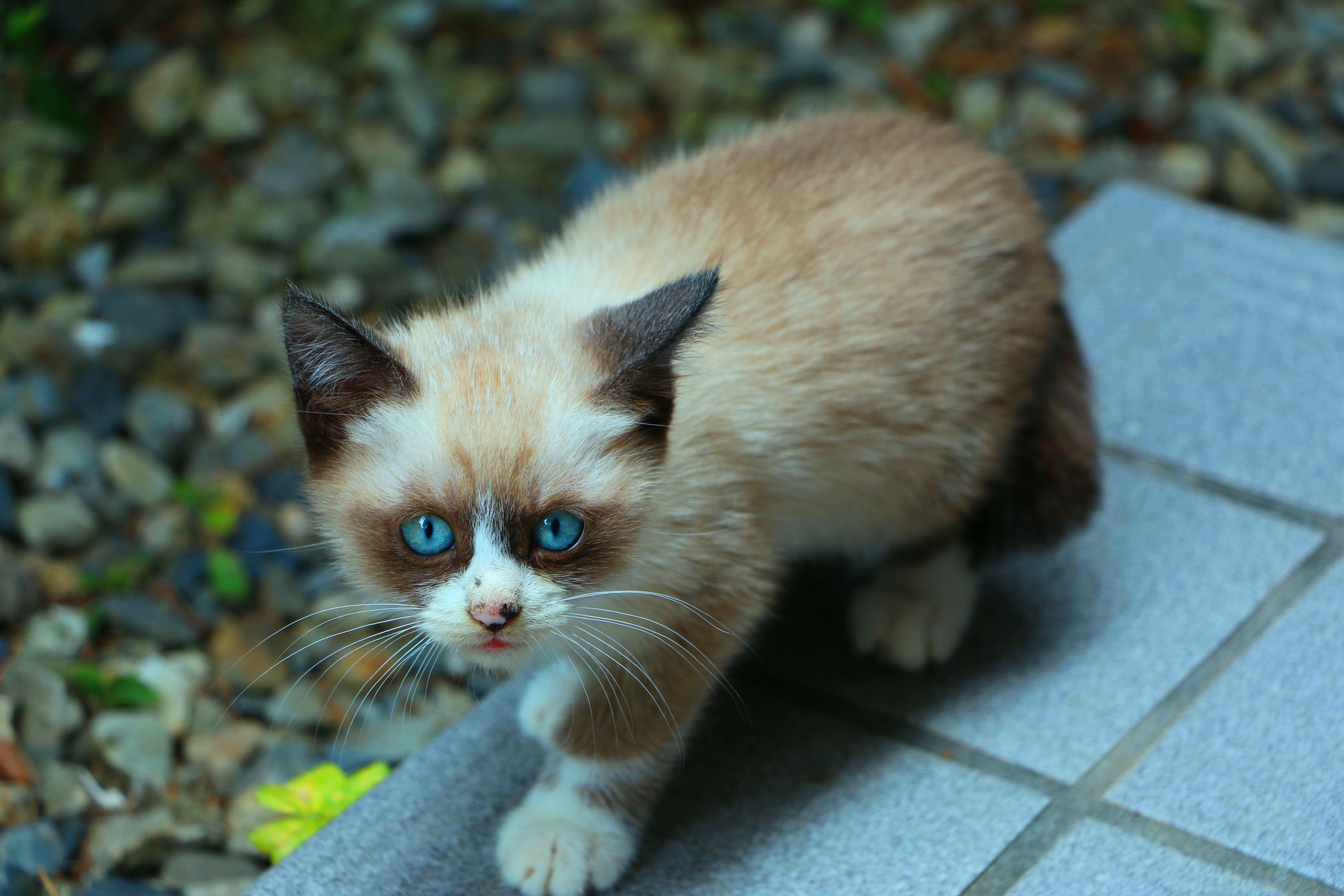 動物 猫 タヌキ顔のネコ 壁紙19x1280 壁紙館