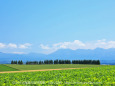 夏の美瑛の丘風景 5