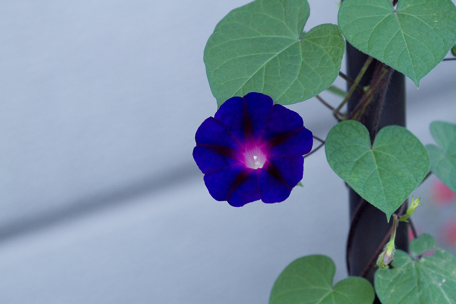 花 植物 朝顔 壁紙19x1280 壁紙館