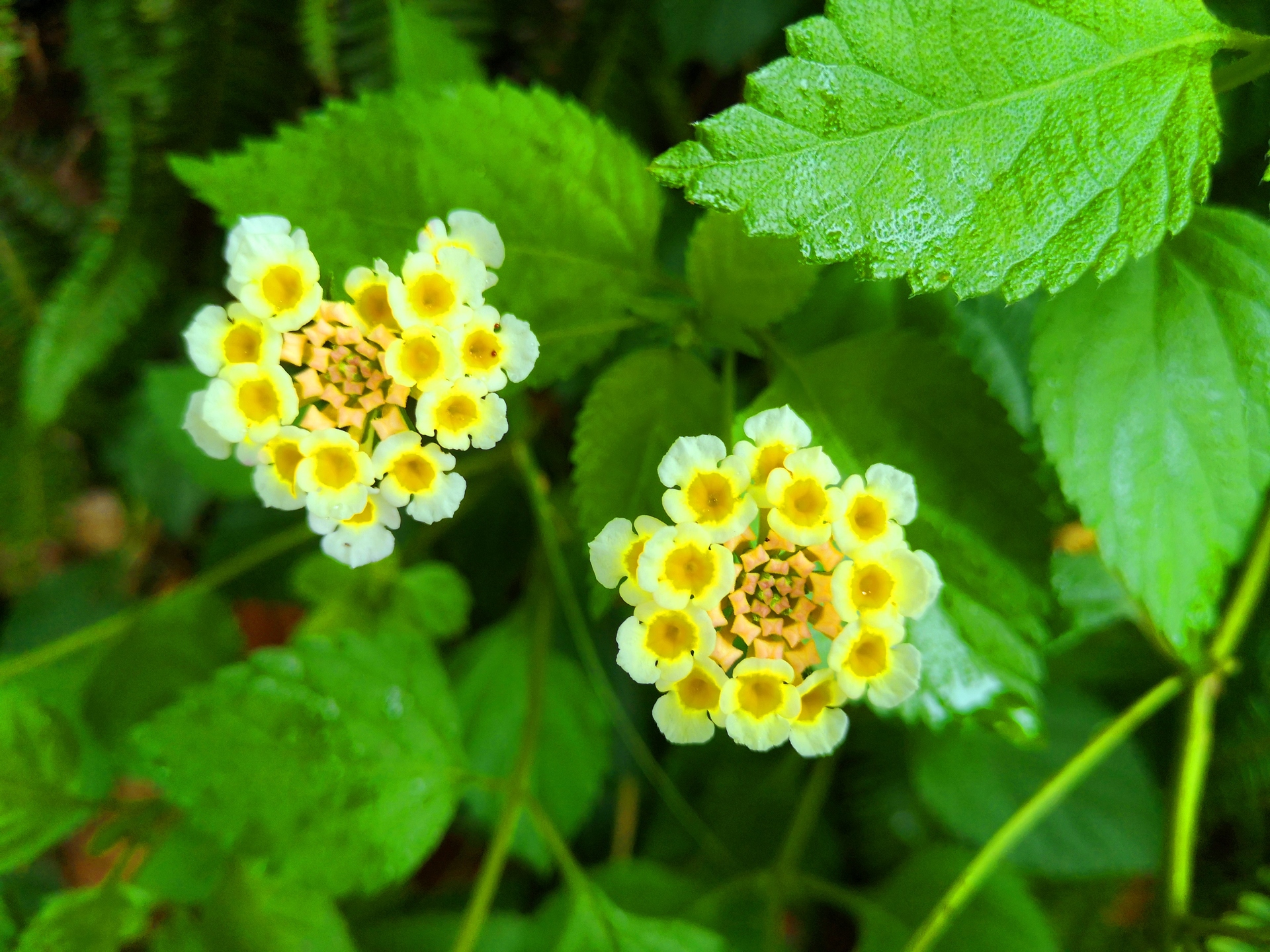 花 植物 夏の花 壁紙19x1440 壁紙館