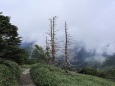 登山道の景色