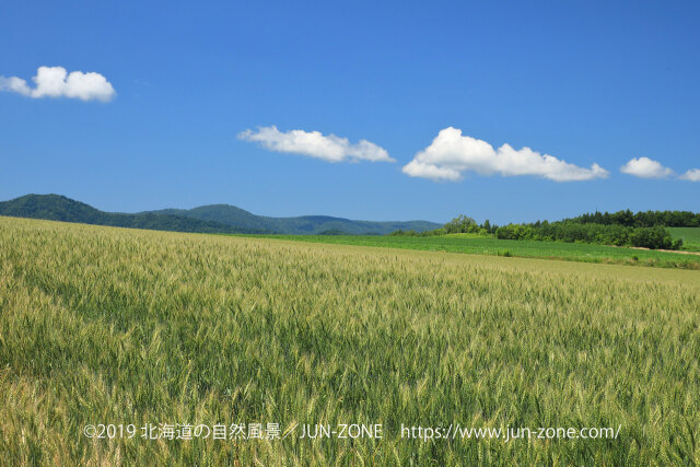 夏の美瑛の丘風景 7～麦畑