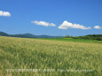 夏の美瑛の丘風景 7～麦畑