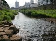 女鳥羽川の夏