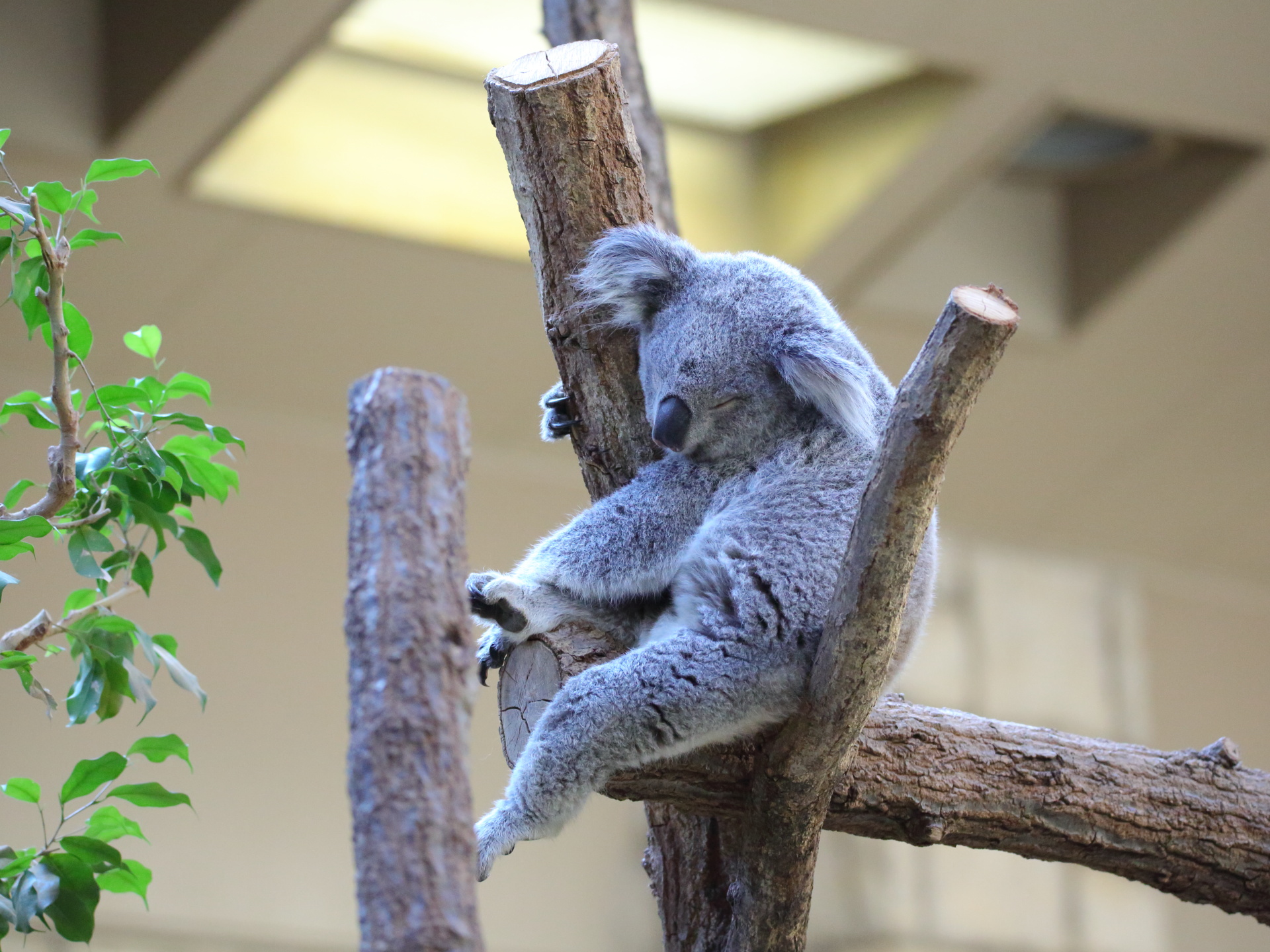 動物 その他 コアラ君 壁紙19x1440 壁紙館