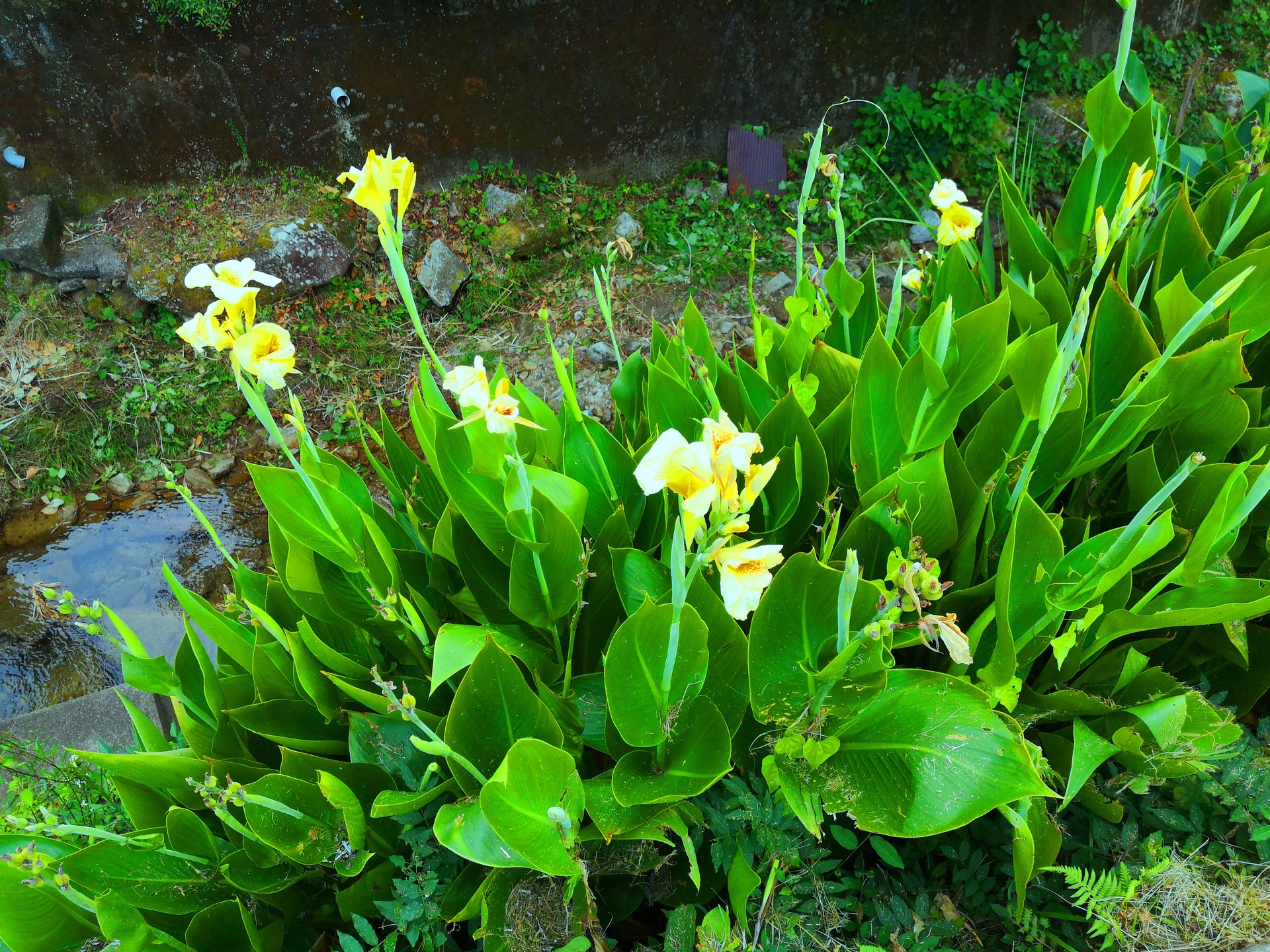 花 植物 夏の花 壁紙19x1440 壁紙館