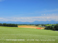 夏の美瑛の丘風景13～そば畑の丘