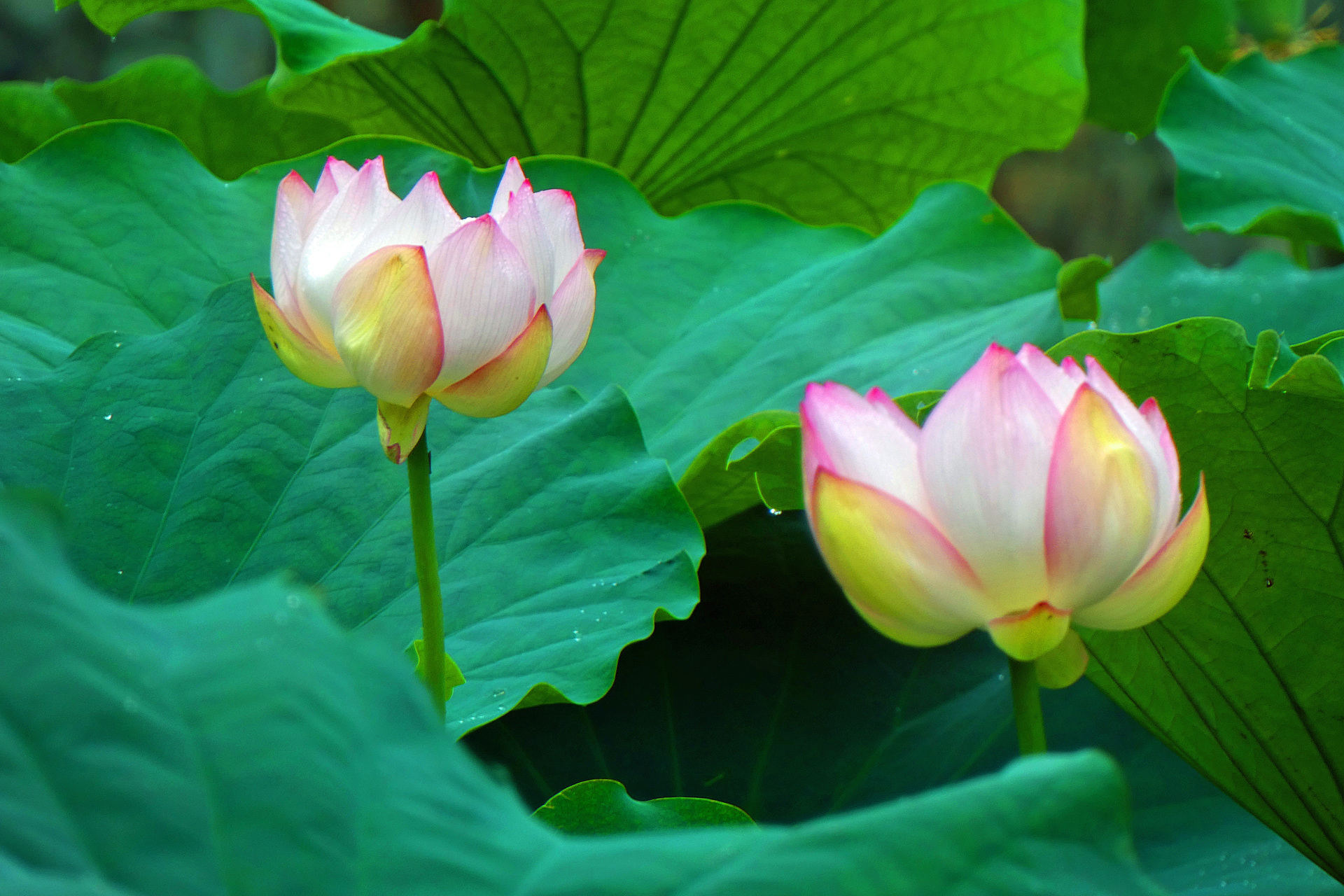 花 植物 蓮の花 壁紙19x1280 壁紙館