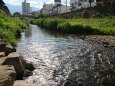 女鳥羽川の魅せ